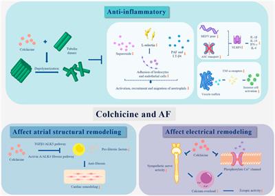 Colchicine in atrial fibrillation: are old trees in bloom?